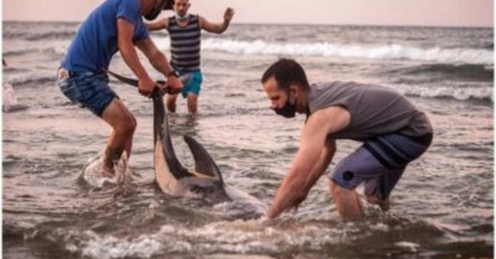Asombroso rescate de delfines varados en la playa de Cojimar