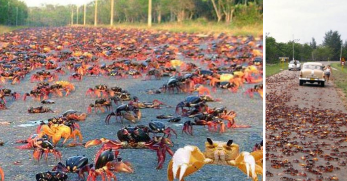 Carreteras de Matanzas inundadas por miles de cangrejos rojos