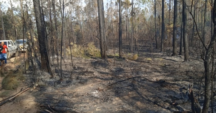 Devastador Incendio en Pinar del Río destruye 150 hectáreas de pinos