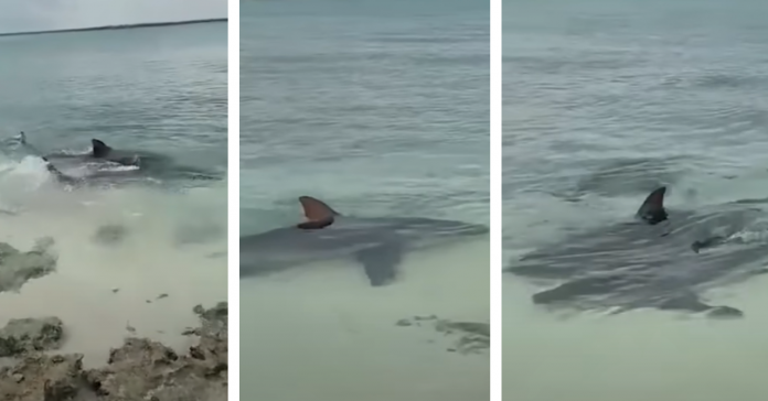 En una playa de Camagüey, una familia cubana pudo grabar a un grupo de tres tiburones, muy cerca de la orilla. 