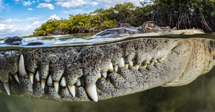 Foto de un cocodrilo cubano gana los Mangrove Photography Awards