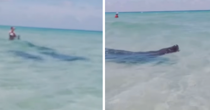 Graban a Manatíes nadando con bañistas en playa de Miami Beach